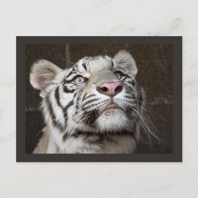 White Tiger Cub Postcard (Front)
