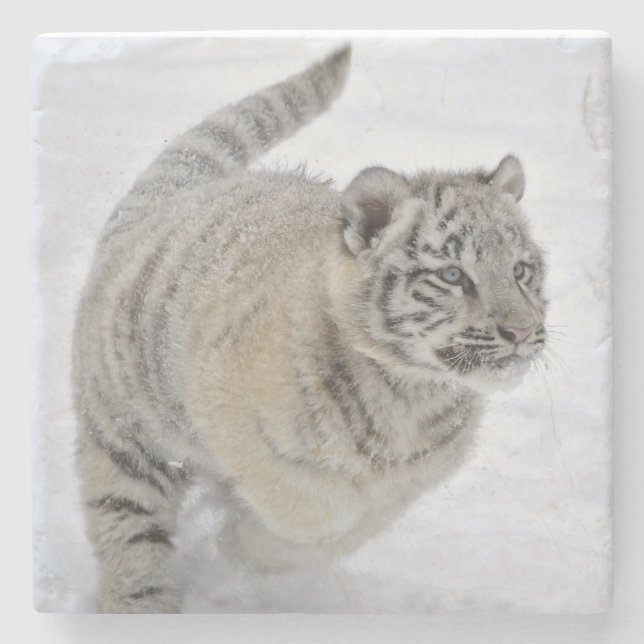 White Tiger Cub Stone Coaster (Front)