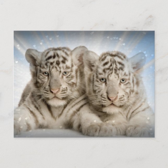 White Tiger Cubs Postcard (Front)