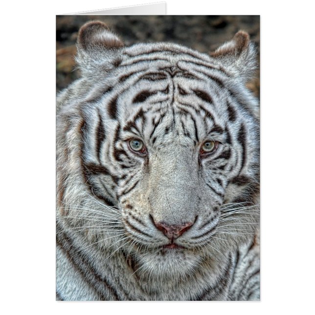White Tiger Ears Back Close Up Card (Front)