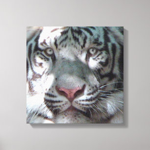 White Tiger Encounter Canvas Print