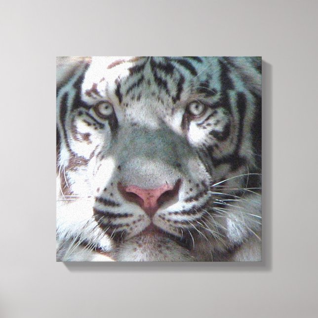 White Tiger Encounter Canvas Print (Front)