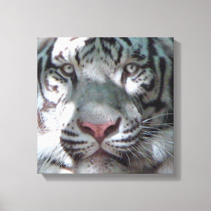 White Tiger Encounter Canvas Print
