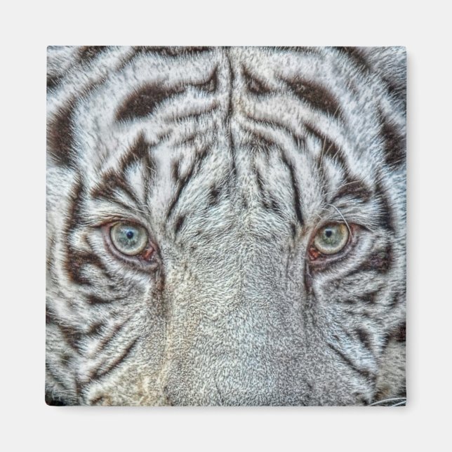White Tiger Eyes Magnet (Front)