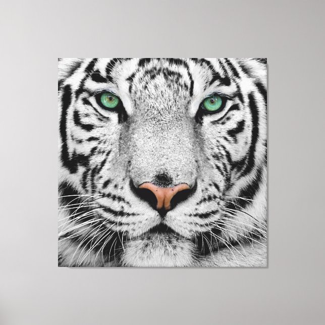 WHITE TIGER FACE CLOSE-UP CANVAS PRINT (Front)