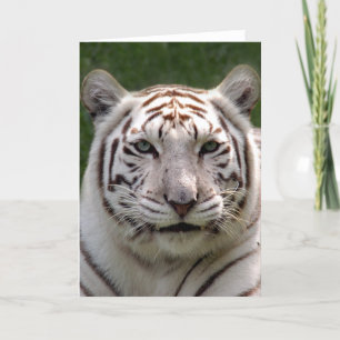 White Tiger Greeting Card
