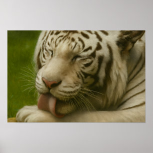 White Tiger in Private Grooming Ritual Poster