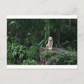 White Tiger in the Jungle Postcard