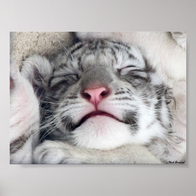 White Tiger Kitten Poster (Front)