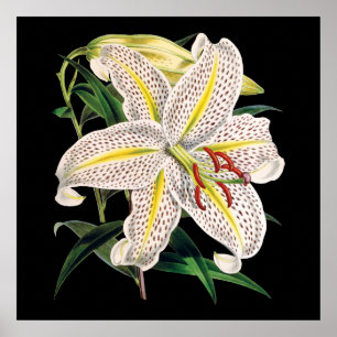 white tiger lily premium botanical print