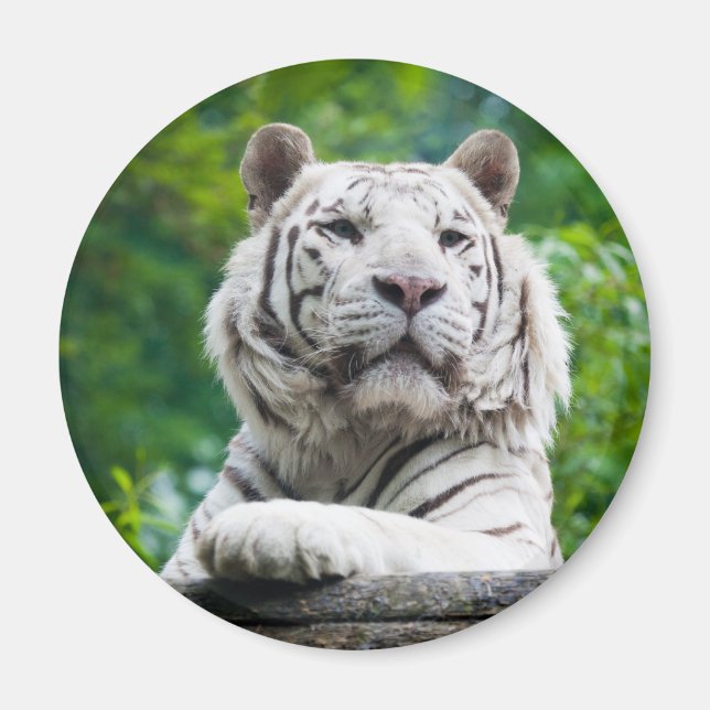 White Tiger magnet (Front)