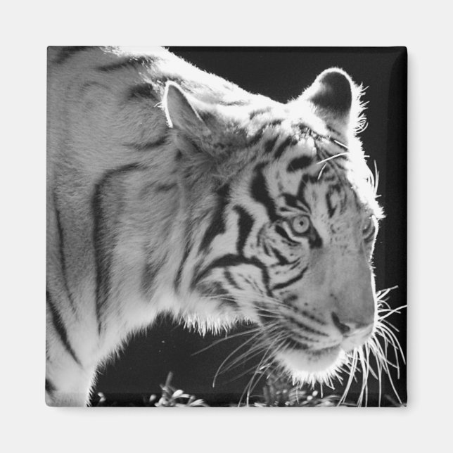 White Tiger Magnet (Front)
