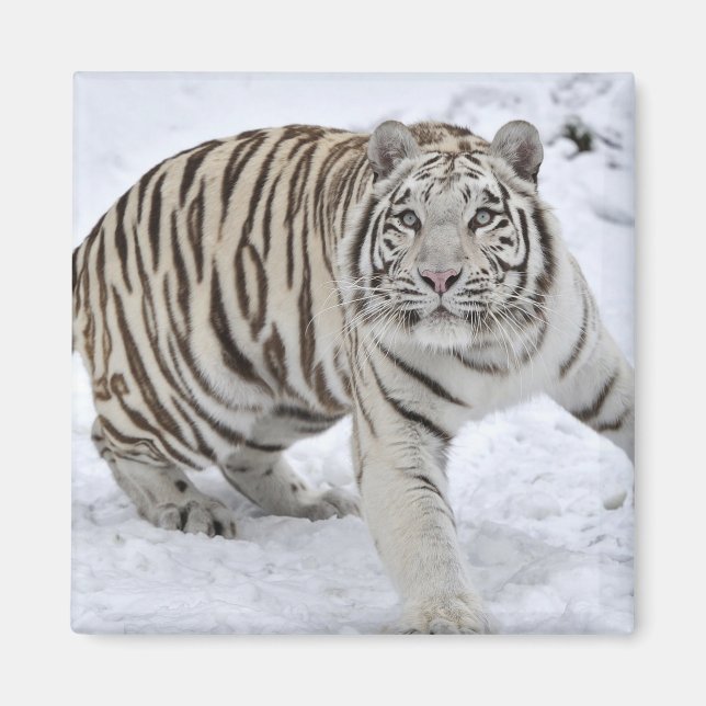 White Tiger Magnet (Front)