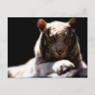 White Tiger Mirage Postcard