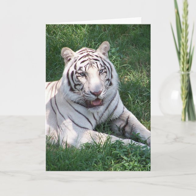 White tiger on green grass vertical frame picture card (Front)