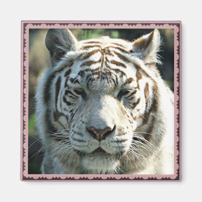 White Tiger Portrait with Warm Brown Markings Magnet (Front)