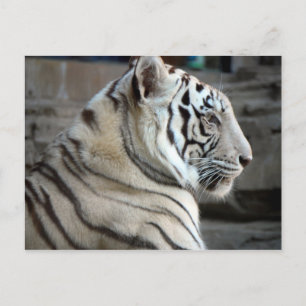 White Tiger Postcard