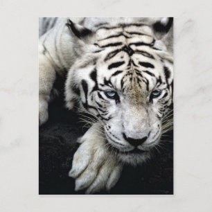 White Tiger Postcard