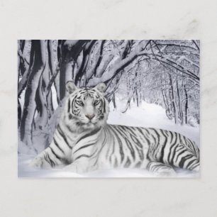 White Tiger Postcard