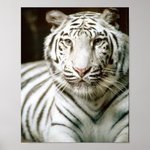 White Tiger Poster