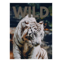 White tiger