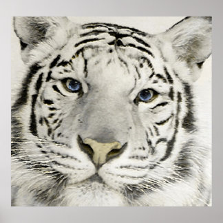 White Tiger Poster