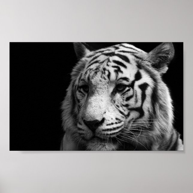 White Tiger Poster (Front)