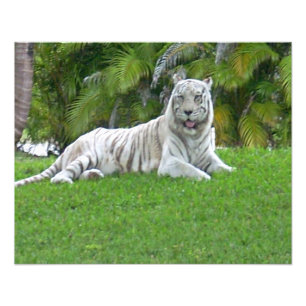White Tiger Resting in Sunlit Grass Photo Print