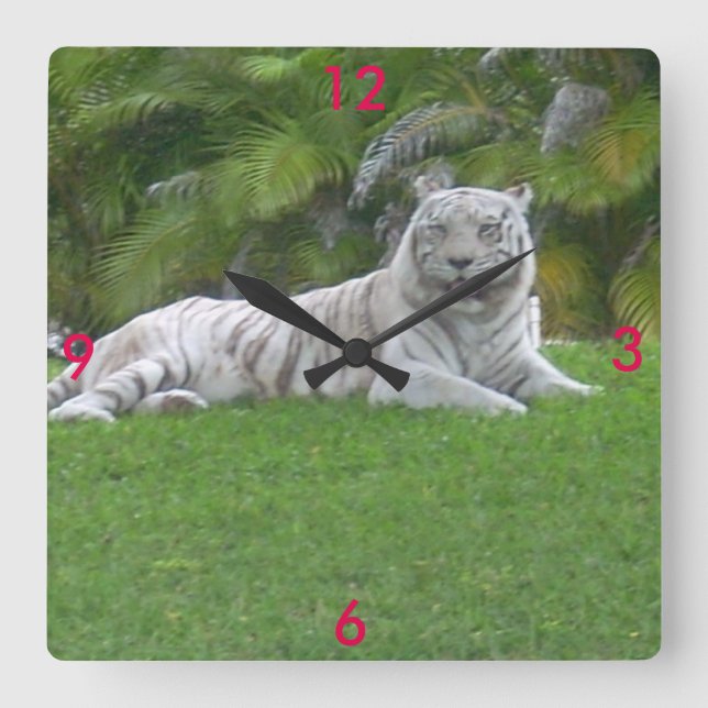 White Tiger Resting in Sunlit Green Meadow Square Wall Clock (Front)