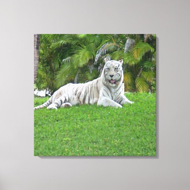 White Tiger Resting in Tranquil Green Meadow Canvas Print (Front)
