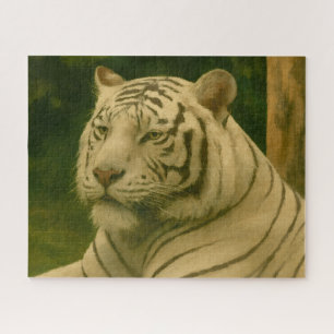 White Tiger Resting in Woodland Shade Jigsaw Puzzle