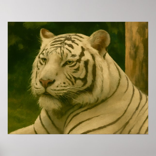 White Tiger Resting in Woodland Shade Poster (Front)