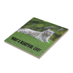 White Tiger Resting Under Warm Meadow Light Tile