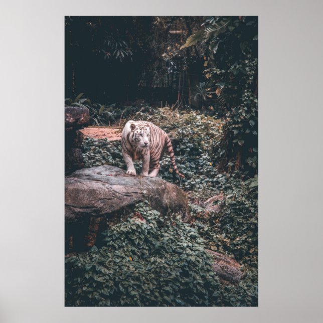 WHITE TIGER STANDING ON GREY STONE POSTER (Front)
