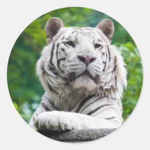 White Tiger stickers