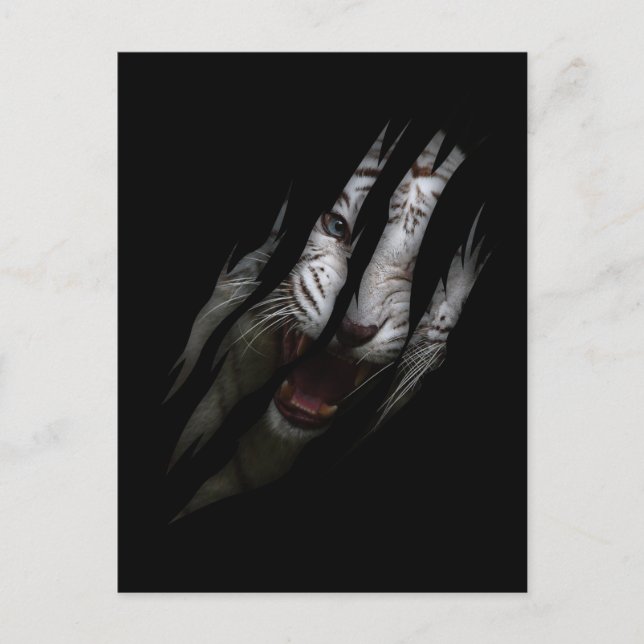 White Tiger Torn Claw Wild Safari Animal Cat Postcard (Front)