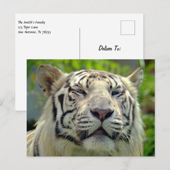 White Tiger Up Close #2 Postcard (Front/Back)