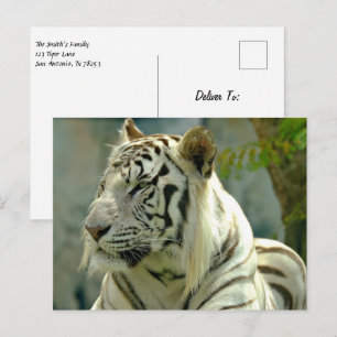 White Tiger Up Close Postcard