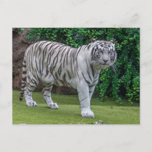 White tiger up close view postcard