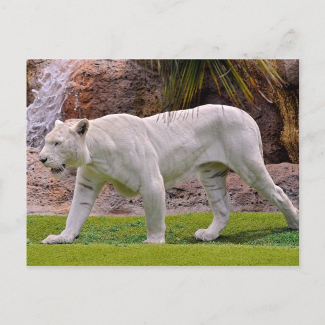 White tiger walking on grass postcard (Front)