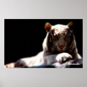 White Tiger Wildlife Art Poster