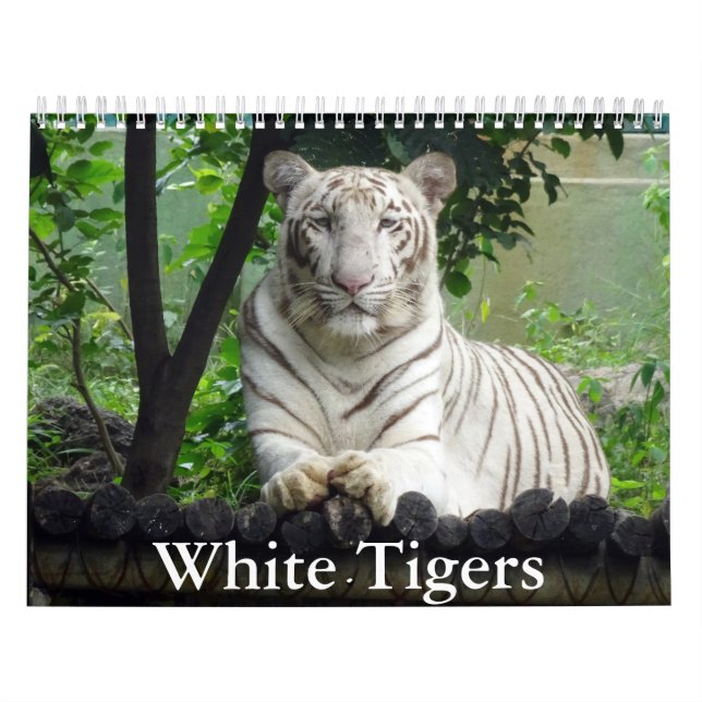 White Tigers Calendar (Cover)