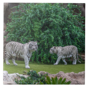 White tigers ceramic tile