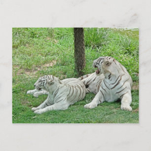 White Tigers Postcard