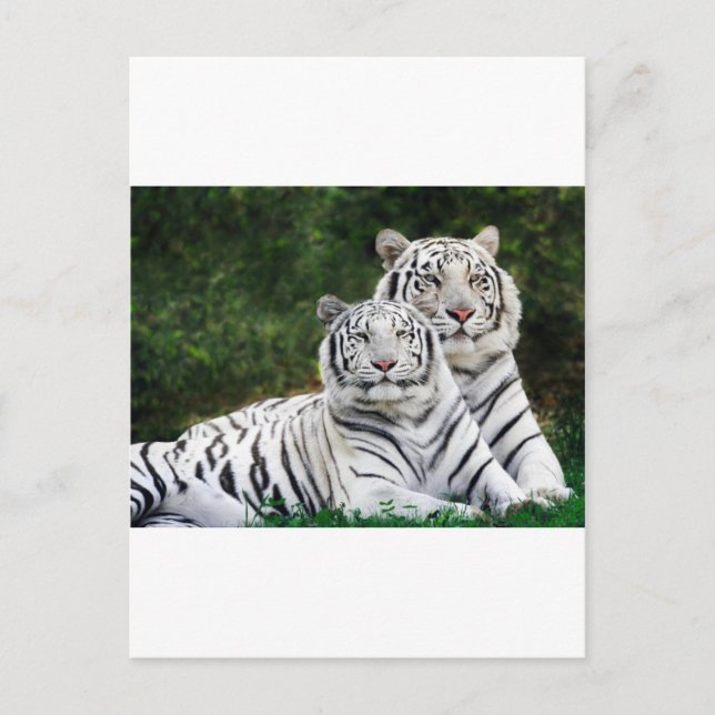 White Tigers Postcard (Front)