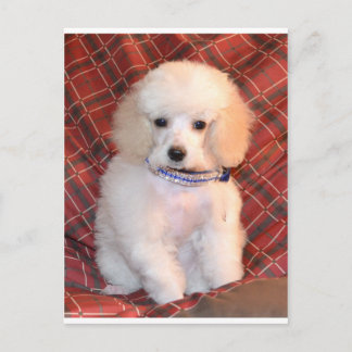 White Toy Poodle Fluffy Puppy Postcard
