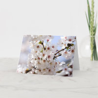 White tree blossom in springtime