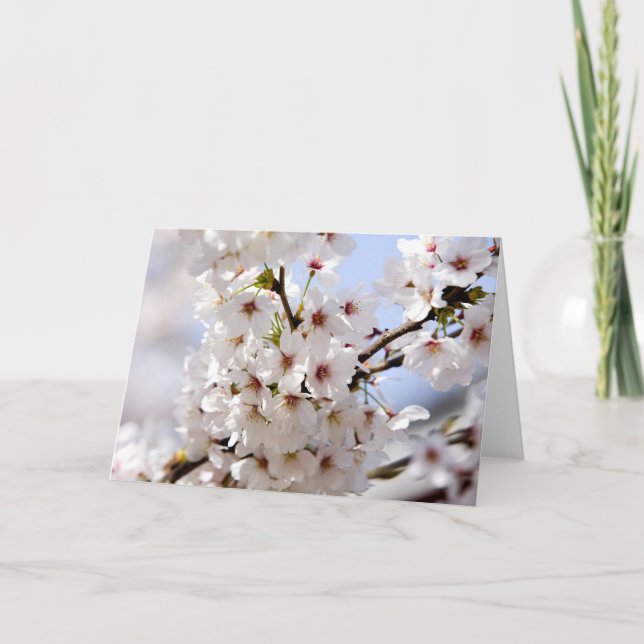White tree blossom in springtime holiday card (Front)