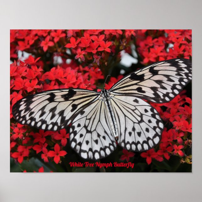 White Tree Nymph Butterfly Poster Deco (Front)