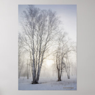 White Trees on a Snowy Day Poster